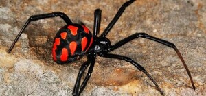 В Одеській області активізувалися отруйні павуки: що робити в разі укусу