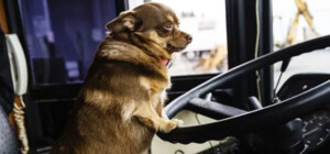 Перевозка собак и кошек в автобусах в Украине: Кабмин утвердил единые нормы