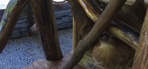 Улюбленці дітей: до Харківського екопарку повертаються сурикати, лінивці та левині тамарини