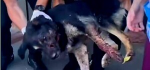 В Одессе пристрелили собаку: животное в тяжелом состоянии (обновлено)