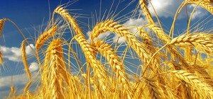 Американські інвестори повернули контроль над зерновим терміналом в Одесі: ціна юридичної боротьби — $150 млн