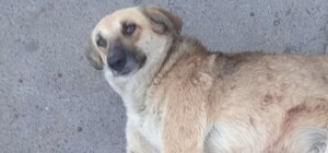 В Одесском районе обнаружили раненую собаку: дело расследует полиция