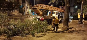 Деревопад, повреждение автомобилей и киоска: последствия ночного ненастья в Одессе