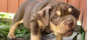 За 100 тысяч: как выглядит самый дорогой щенок, который продается в Запорожье