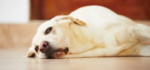 В Одесском районе пытались утопить собаку: дело расследует полиция