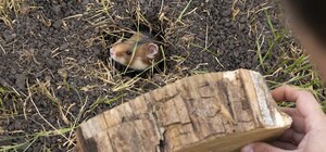 На Одещині випустили у степ понад півсотні хом'яків: відео