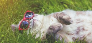 Якою буде погода у Харкові в перші вихідні серпня