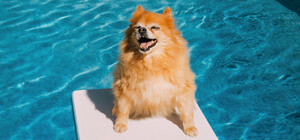 Лето в разгаре: прогноз погоды в Запорожье на неделю с 4 по 10 августа