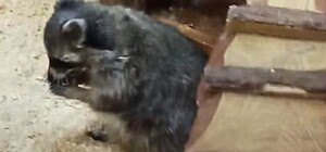 Утримання єнота в контактному зоопарку в Одесі: що кажуть екоінспектори