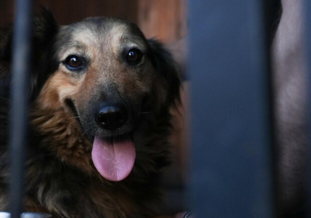 Стало известно, что сейчас с собакой, которая два дня ждала хозяина на руинах в Киеве, но его нашли погибшей -