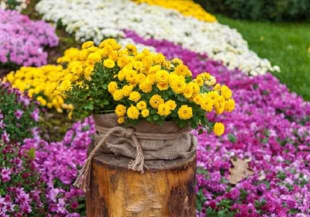 Выставка хризантем «Зодиаки» в парке Певческое