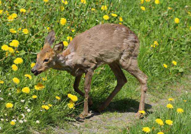 В Петропавловской Борщаговке зафиксировали бешенство в зоопарке: в больницу просят обратиться всех посетителей -