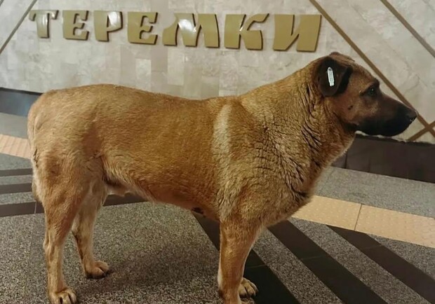 Станция метро "Теремки" больше не впускает собачку Мишу во время российских атак 