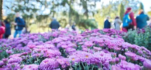 У Харкові відбудеться щорічний Бал Хризантем