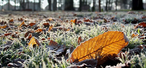 Днепр очнулся с инеем: в городе зафиксировали первые заморозки