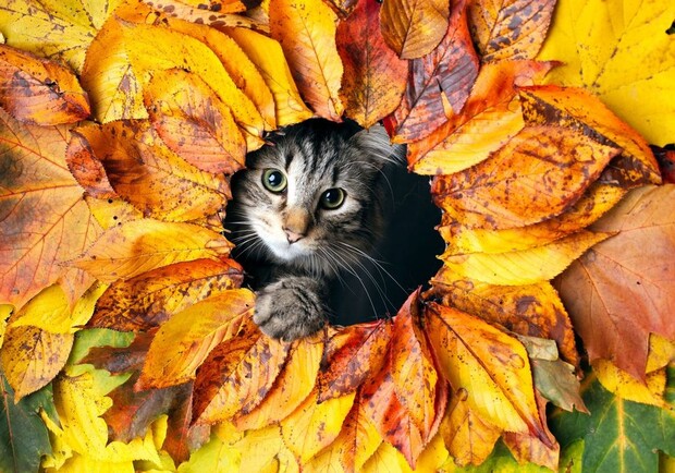 Скільки буде вихідних і свят у жовтні 2025 року: календар робочих днів. 