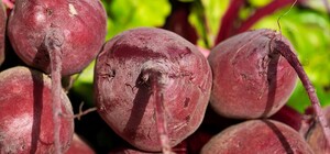 Где в эти выходные в Киеве пройдут продуктовые ярмарки. Адреса