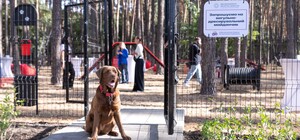 В Запорожье появились официальные зоны для выгула домашних питомцев: адреса