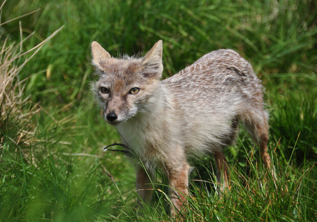 В Киеве ввели карантин из-за обнаружения бешенства в Голосеевском районе 