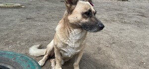 У Дніпрі мешканці власноруч збудували теплий будиночок для безпритульного собаки