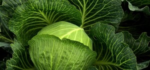 Где в эти выходные в Киеве пройдут продуктовые ярмарки. Адреса