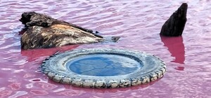 На Одещині почервонів ставок: що кажуть екологи