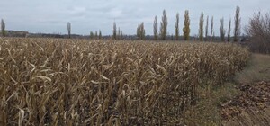 У ХТЗ отобрали арендованный земельный участок