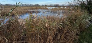 Три гектара смрада: в Одесской области канализационные стоки загрязнили землю