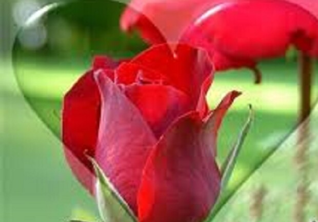 Тебе, любимый…