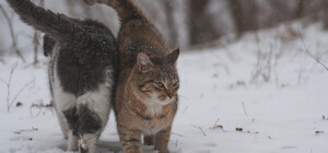 Когда потеплеет в Запорожской области: прогноз погоды на днях