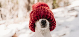 Після потепління у Запоріжжі знову очікуються морози до -15 градусів