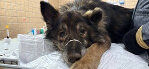 У Харкові врятували собаку, який провалився у підвал багатоповерхівки