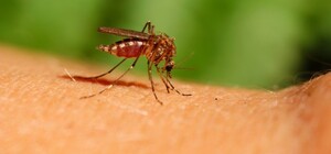 У Львові виявили два випадки тропічної малярії 