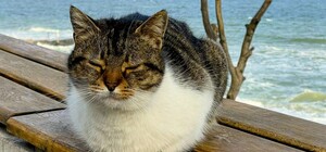 В Одесской области царит анциклон Konrad: какая погода будет в ближайшие дни