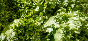 Где на этой неделе в Киеве пройдут продуктовые ярмарки. Адреса