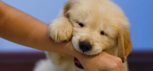 На Салтівці домашнє цуценя померло від сказу