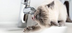 У Дніпрі через аварії на водопроводі без води залишилися п’ять районів: перелік адрес