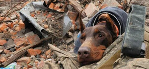 Померла собака-рятувальниця Ханна, яка знайшла понад 170 людей під завалами в Україні