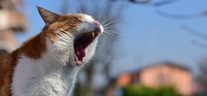 У Дергачах виявили скаженого кота: серед жертв — троє людей та сім тварин