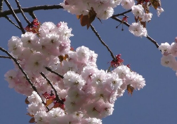 МУЗЫКА ВЕСНЫ