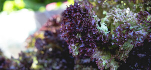 Где на этой неделе в Киеве пройдут ярмарки. Адреса