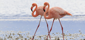 На Одесщине снова заметили розовые фламинго