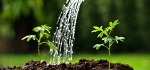 У Дніпрі з 15 квітня по-новому рахуватимуть плату за воду для поливу: кого це стосується