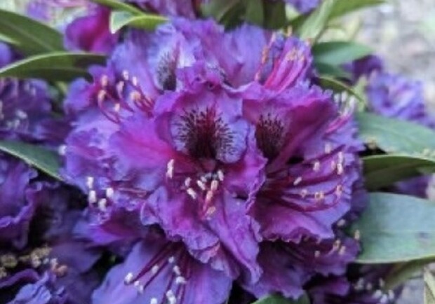 СКАЙ, ФИОЛЕТ, АНАСТИМОЗА, AFTERSHOW на GARDEN BEER WEEKEND #7