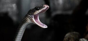 На Львівщині змія напала на жінку, постраждала у реанімації 