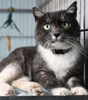 У Львові відкрили банк крові для котів: Хто і як може стати донором 