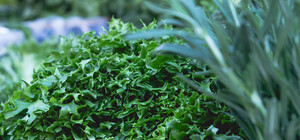 Где на этой неделе в Киеве пройдут ярмарки. Адреса