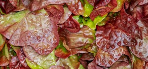 Де на цьому тижні у Києві пройдуть продуктові ярмарки. Адреси