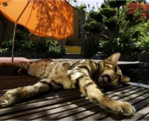 Сегодня отличнй день, чтобы понежиться на шезлонге под солнышком.
Фото с сайта www.sxc.hu.
