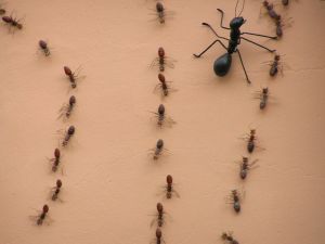 Кусачие муравьи атаковали киевлян. Фото с сайта www.sxc.hu. 